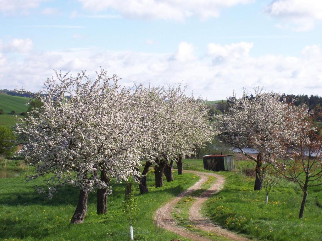 Appartamento Dvůr v Borovné Borovná Esterno foto